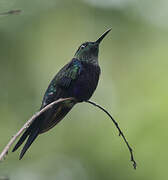 Fork-tailed Woodnymph