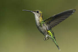 Fork-tailed Woodnymph