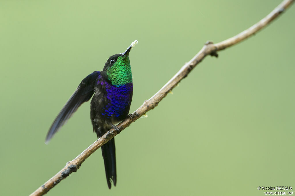 Fork-tailed Woodnymph male adult, close-up portrait