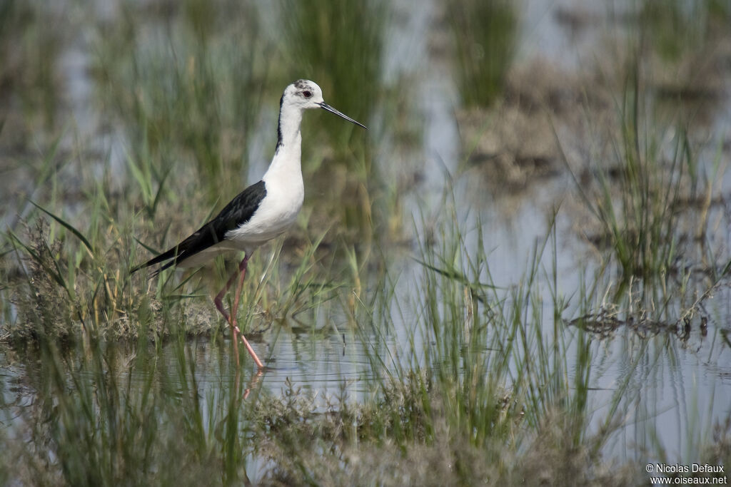 Black-winged Stilt