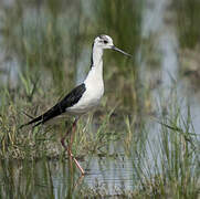 Black-winged Stilt