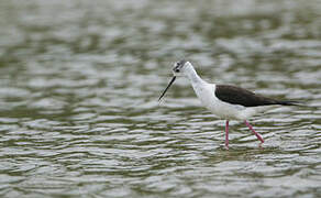 Black-winged Stilt