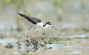 Black-necked Stilt