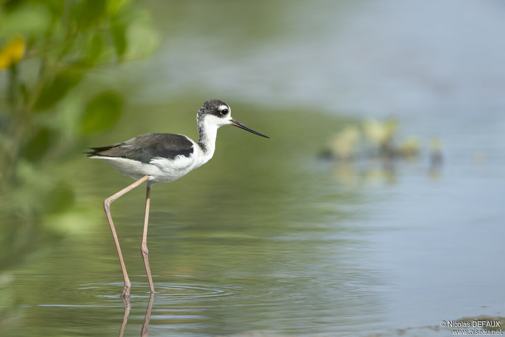 Black-necked Stilt, close-up portrait