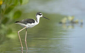 Black-necked Stilt