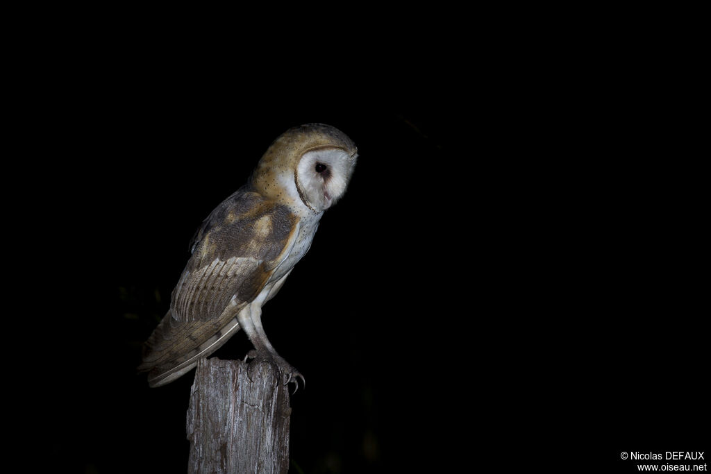 American Barn Owl