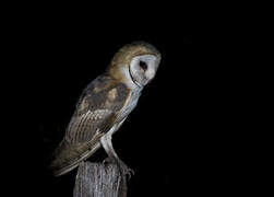 American Barn Owl