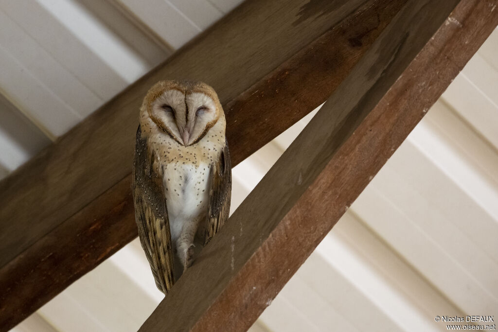 Western Barn Owl, close-up portrait