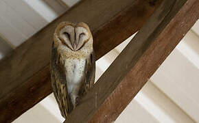 Western Barn Owl