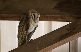 Western Barn Owl