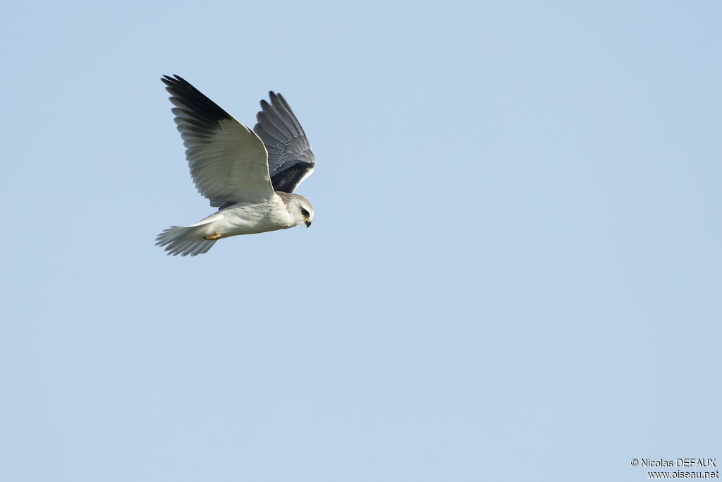 Élanion blanc, Vol, pêche/chasse