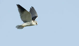 Black-winged Kite