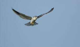 Black-winged Kite