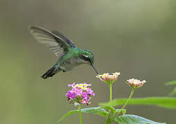 Blue-tailed Emerald