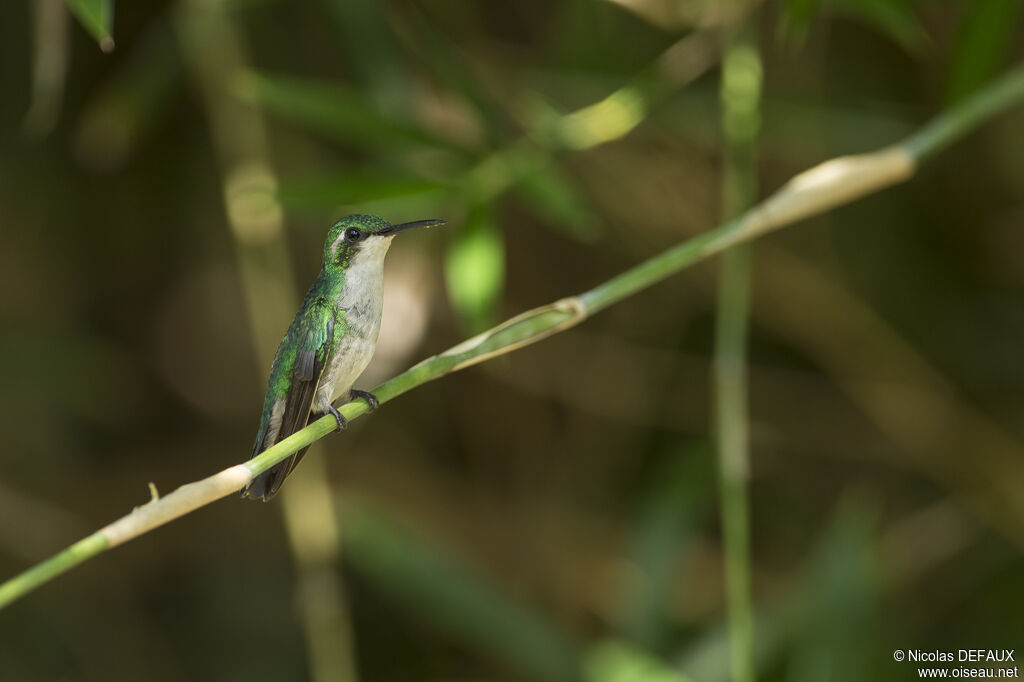 Blue-tailed Emerald