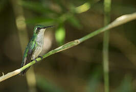 Blue-tailed Emerald