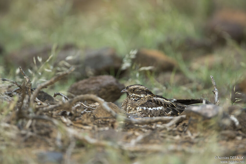 Slender-tailed Nightjar, close-up portrait