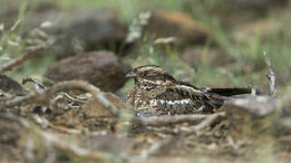 Slender-tailed Nightjar