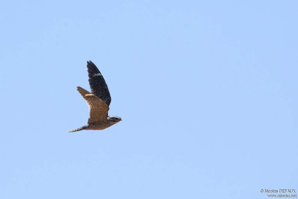 Lesser Nighthawkadult, Flight