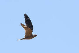 Lesser Nighthawk