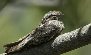 Lesser Nighthawk