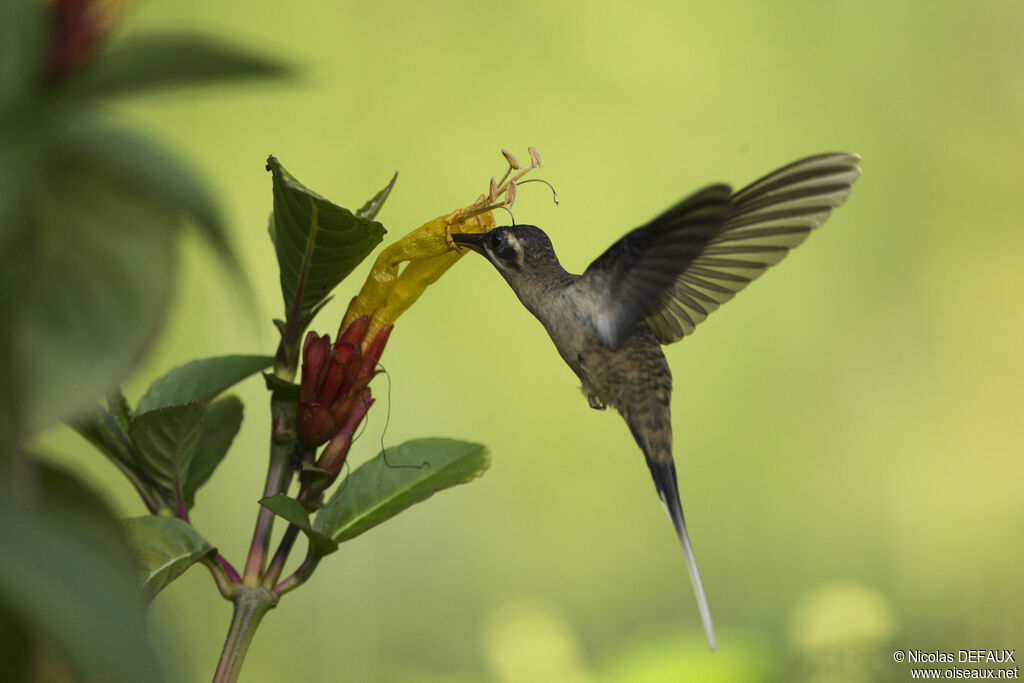 Long-tailed Hermit, Flight