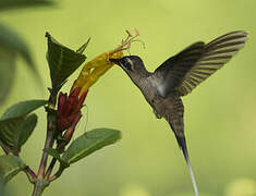 Long-tailed Hermit