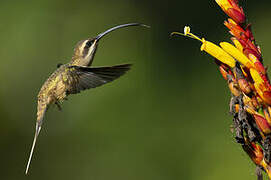 Long-tailed Hermit