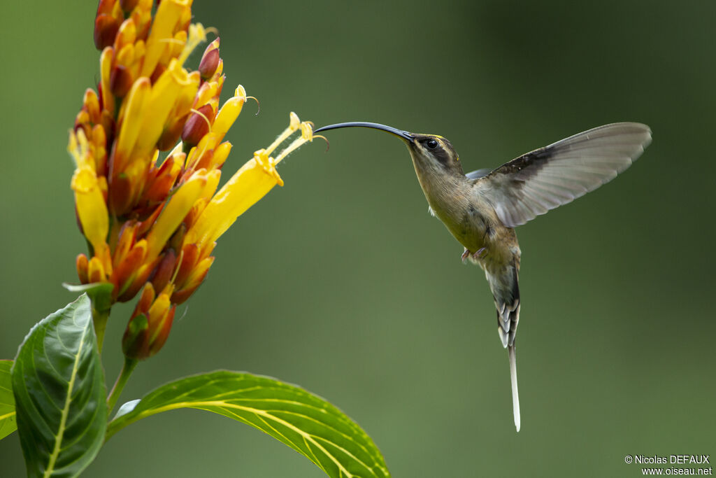 Long-tailed Hermit, Flight, eats