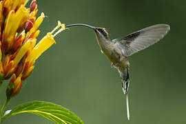 Long-tailed Hermit