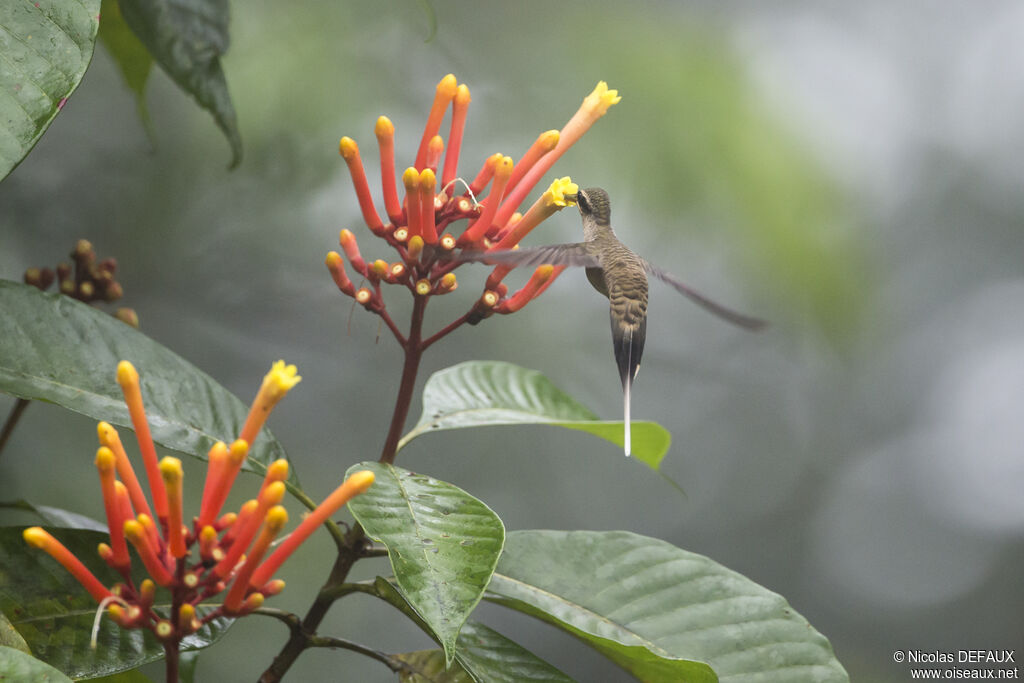 Great-billed Hermit, Flight