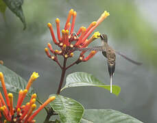 Great-billed Hermit