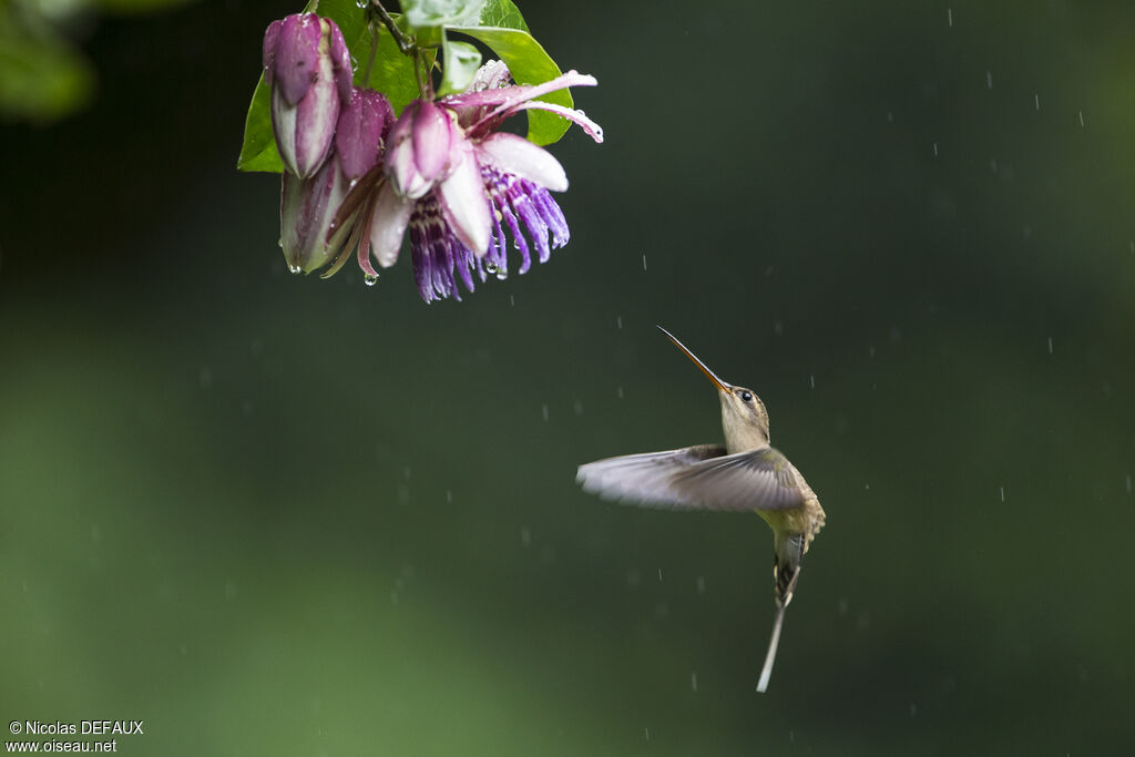 Straight-billed Hermit, Flight