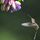 Ermite de Bourcier