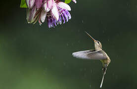 Straight-billed Hermit