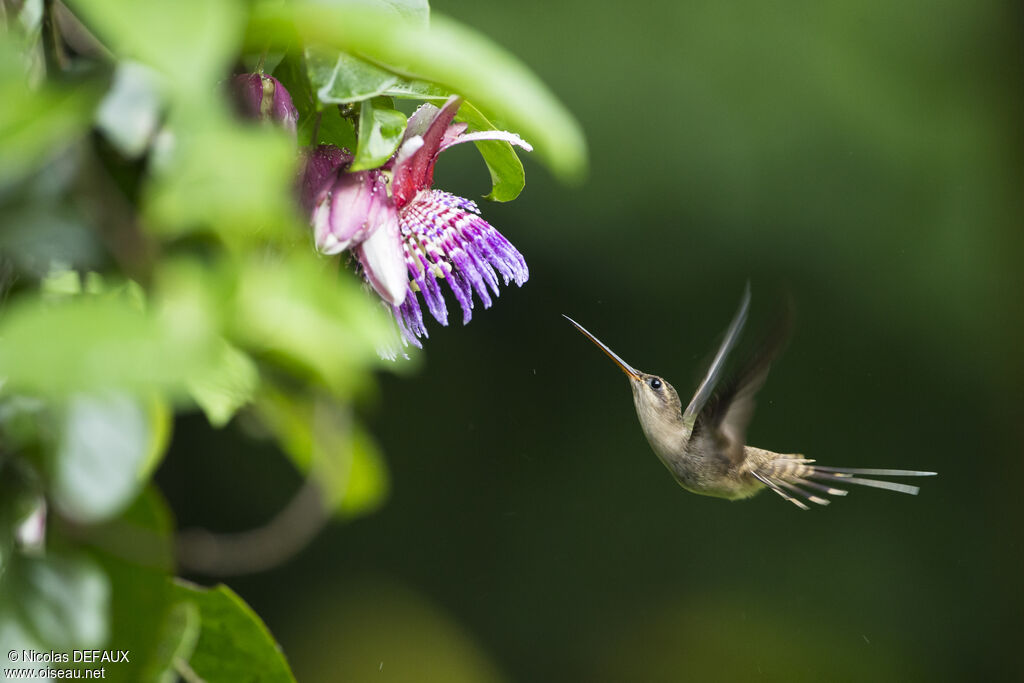 Straight-billed Hermit, Flight