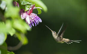 Straight-billed Hermit