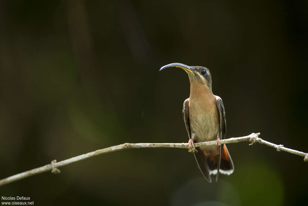 Rufous-breasted Hermitadult, identification