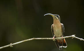 Rufous-breasted Hermit