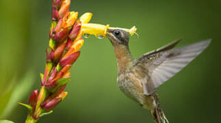 Rufous-breasted Hermit