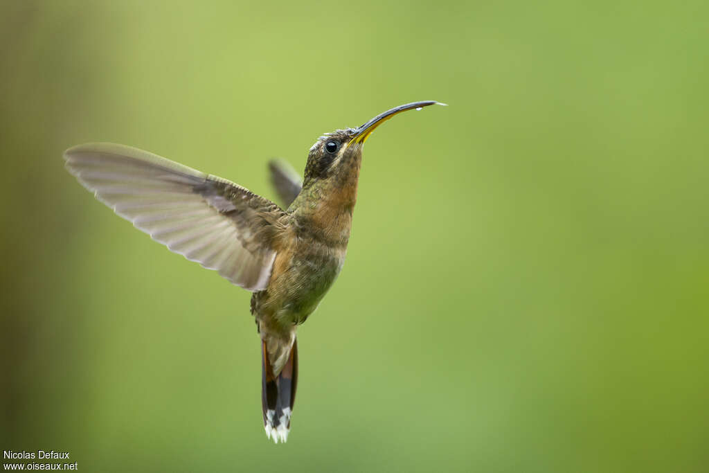 Rufous-breasted Hermitadult, pigmentation, Flight