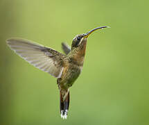 Rufous-breasted Hermit