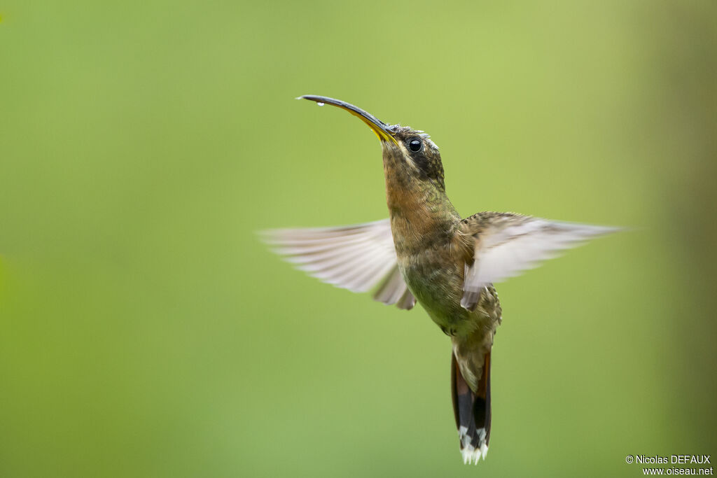 Rufous-breasted Hermitadult, Flight