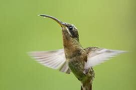 Rufous-breasted Hermit