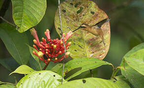 Reddish Hermit