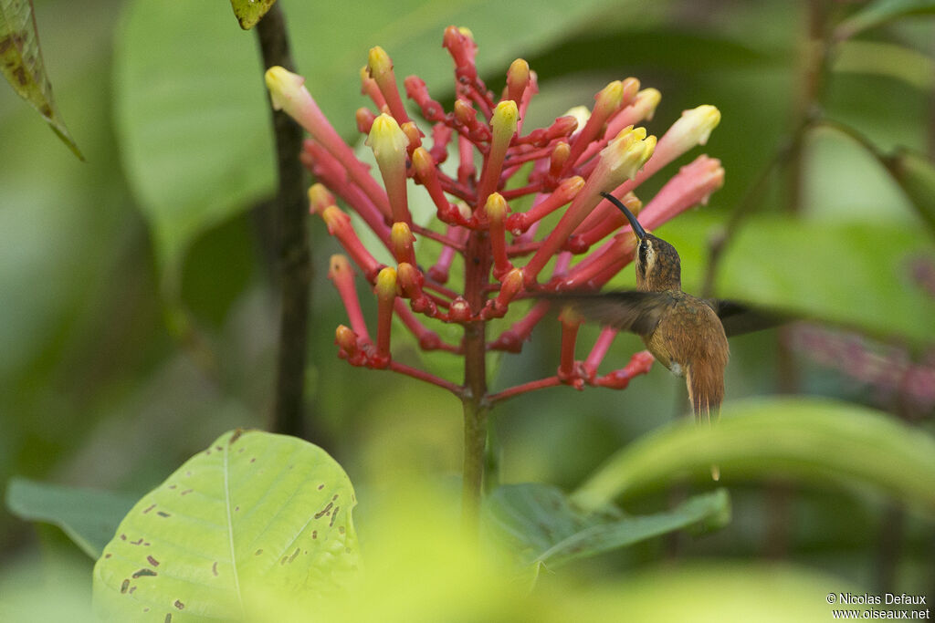 Reddish Hermit, Flight