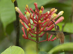 Reddish Hermit