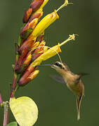 Reddish Hermit