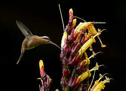 Reddish Hermit