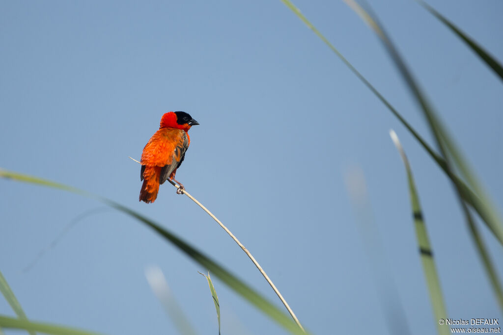 Northern Red Bishop, close-up portrait